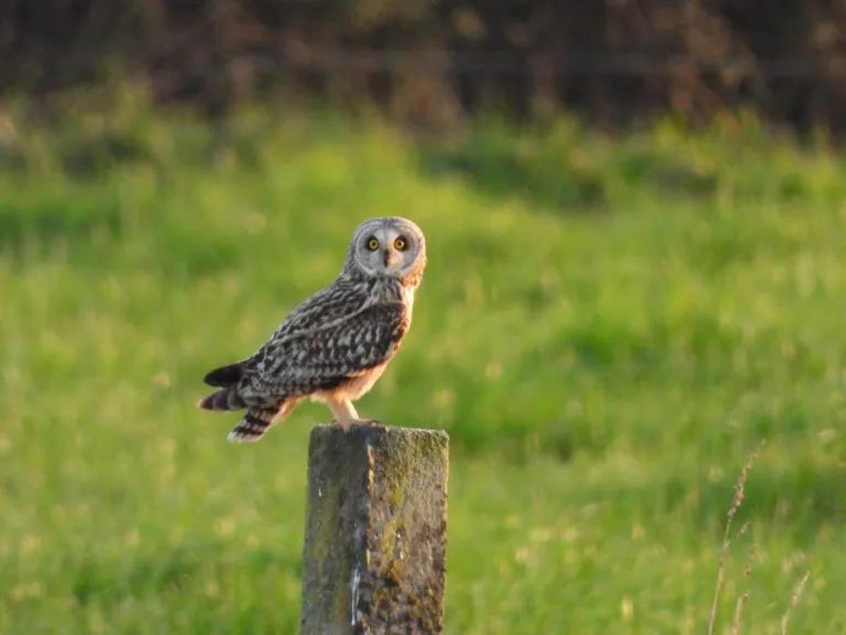 Ejemplar de Asio Flammeus Captado en la Laguna de las Quintas.