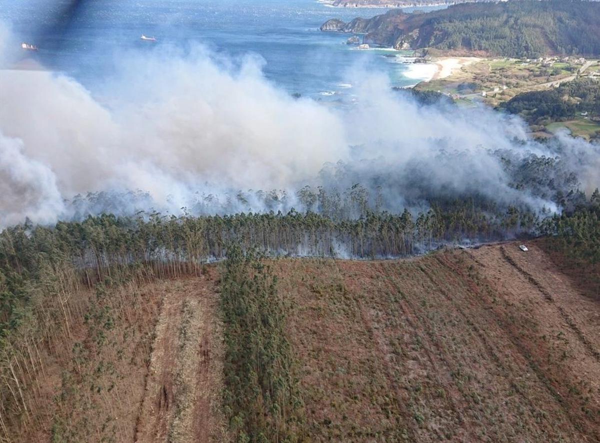 Incendio en una plantación de eucaliptos en galice