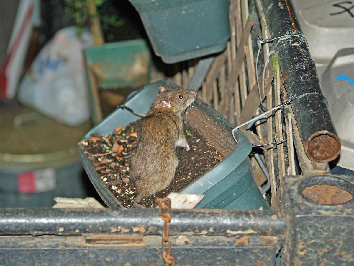 Rata marrón en una jardinera en Nueva York.
