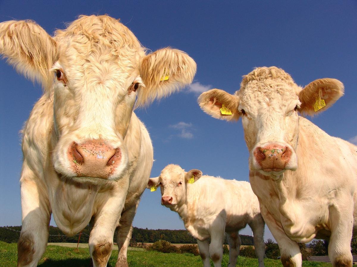 El hallazgo se ha producido analizando los sonidos emitidos por los animales
