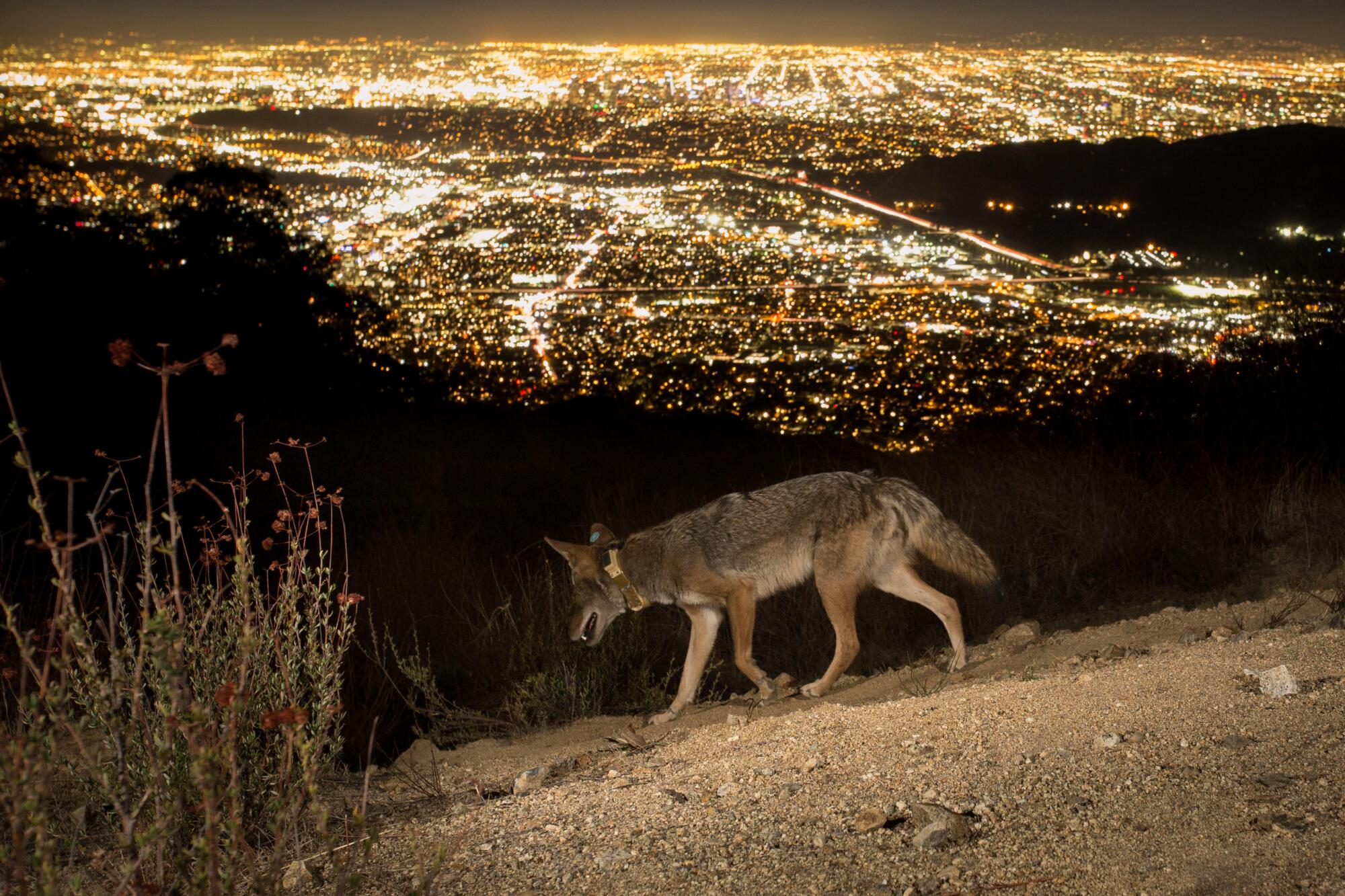 Un coyote avec un col et une étiquette d'oreille se pavanées sur un pic surplombant une vallée sillonnante de lumières  