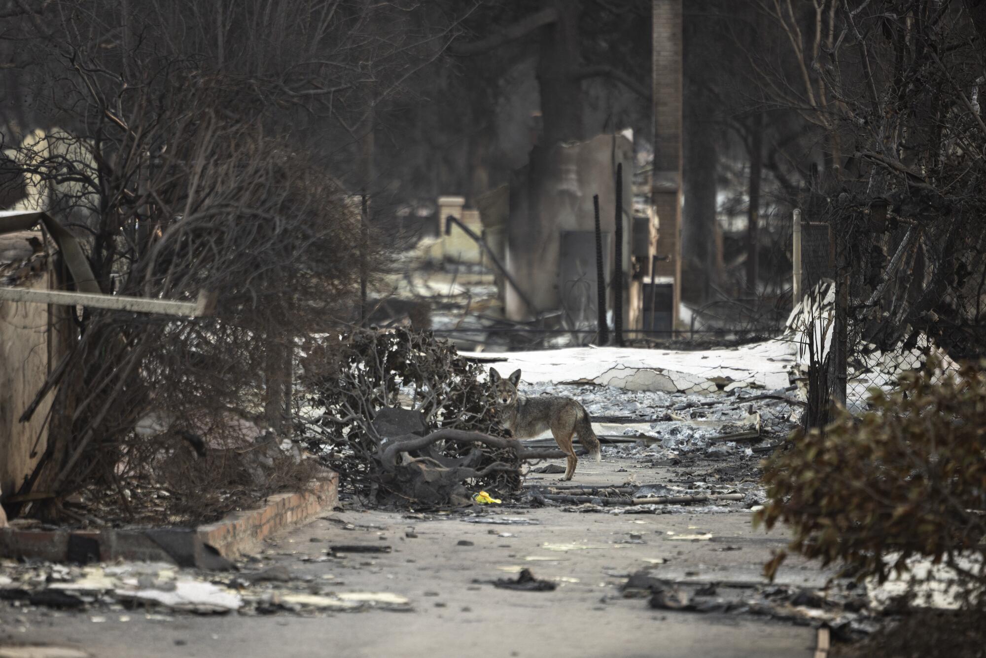 Un coyote marche parmi les ruines des maisons et des structures à Altadena