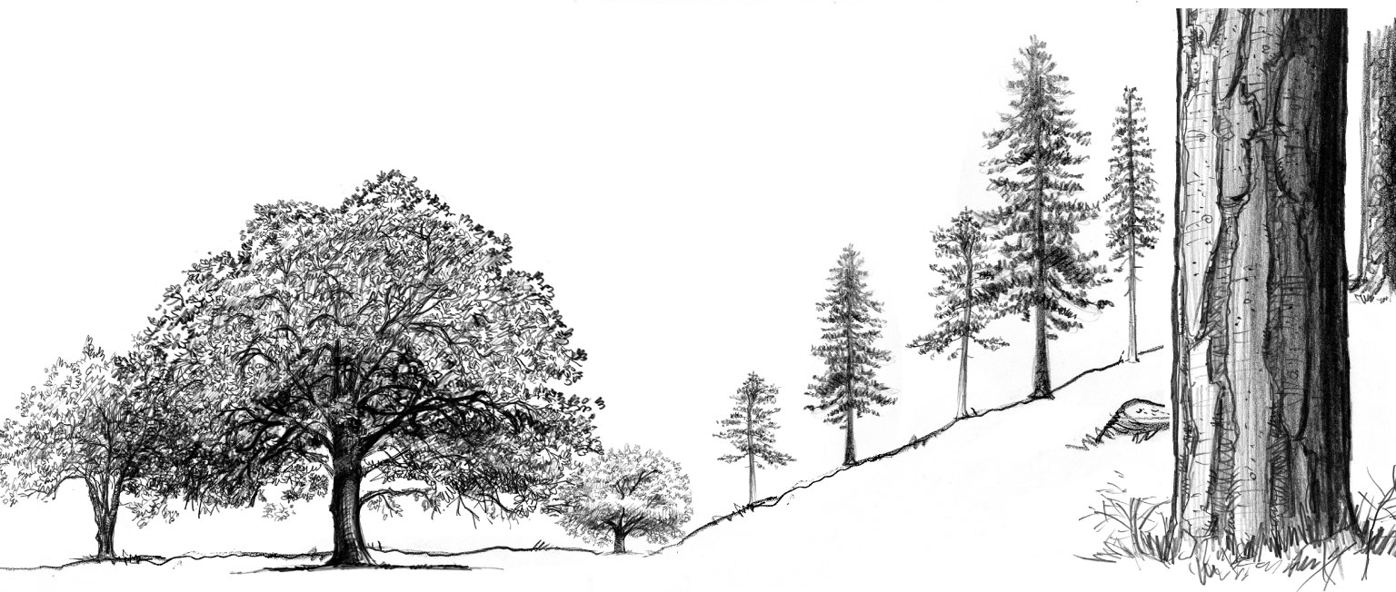 Illustration d'une forêt semblable à un parc avec un espace entre les arbres exempts de débris.
