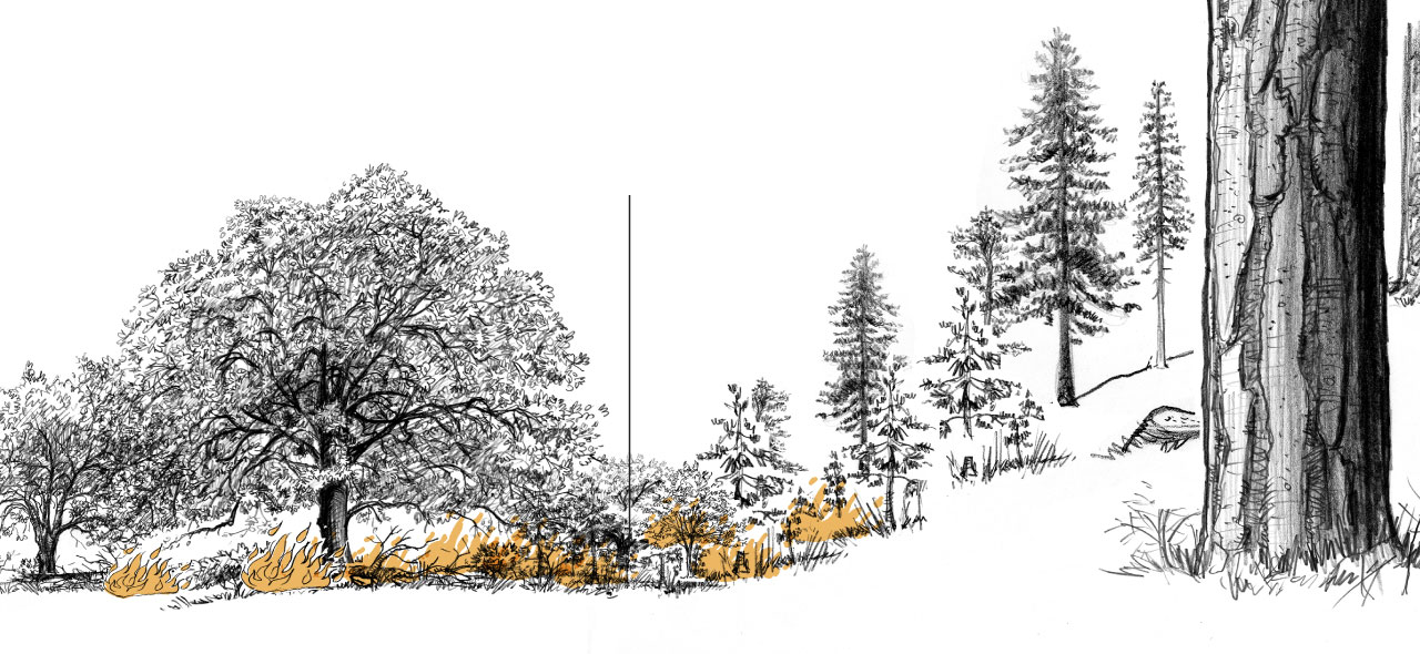 Illustration au crayon d'un petit feu sur le sol de la forêt brûlant de petits arbustes