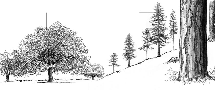 Illustration au crayon d'une forêt avec du chêne et des pins