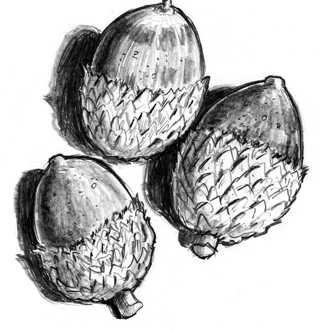 Illustration au crayon de trois glands en chêne