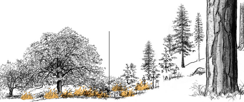 Illustration au crayon d'un petit feu sur le sol de la forêt brûlant de petits arbustes