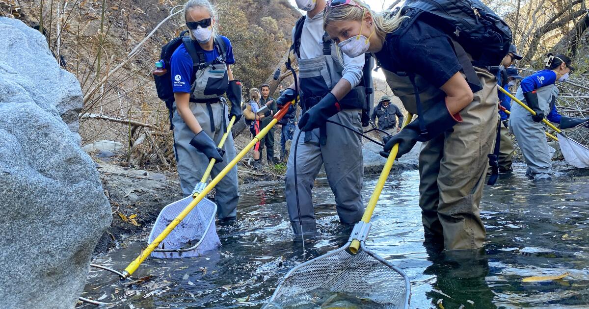 271 Rare Truite Steelhead Sauvée de la cicatrice de brûlure de feu Palisades