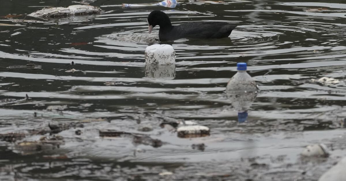 À mesure que la production plastique se développe, les microplastiques dans notre cerveau