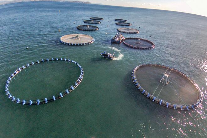 ACUICULTURA: ¿Solución a la Sobrepesca o nuevo Impacto?
