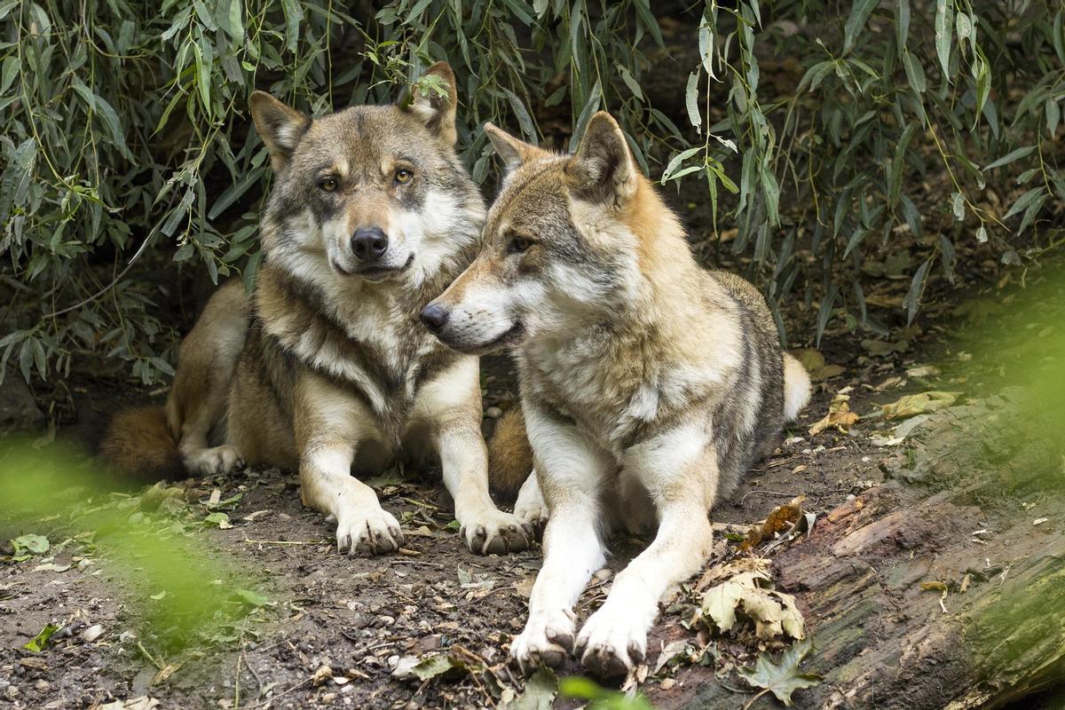 Dosejemplatres de lobo.