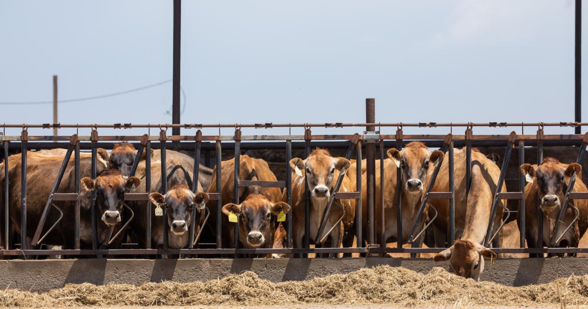 CDC: La grippe oiseaux dans les vaches laitières est plus répandue que nous ne le pensions