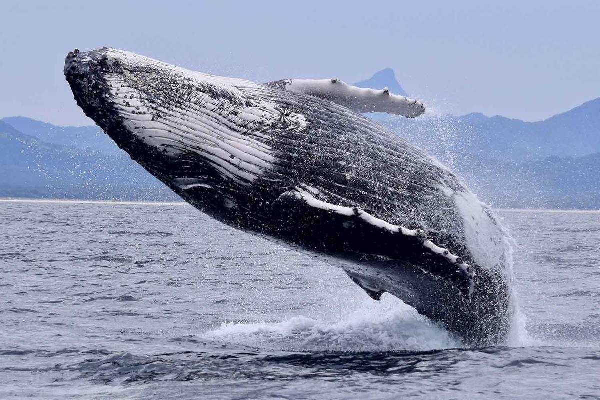Ballena jorobada en uno de sus característicos saltos sobre el agua