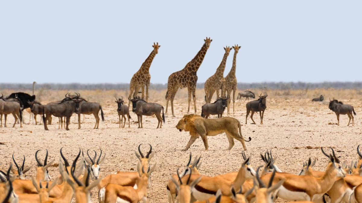 Variuedad de animales en la sabana africana.
