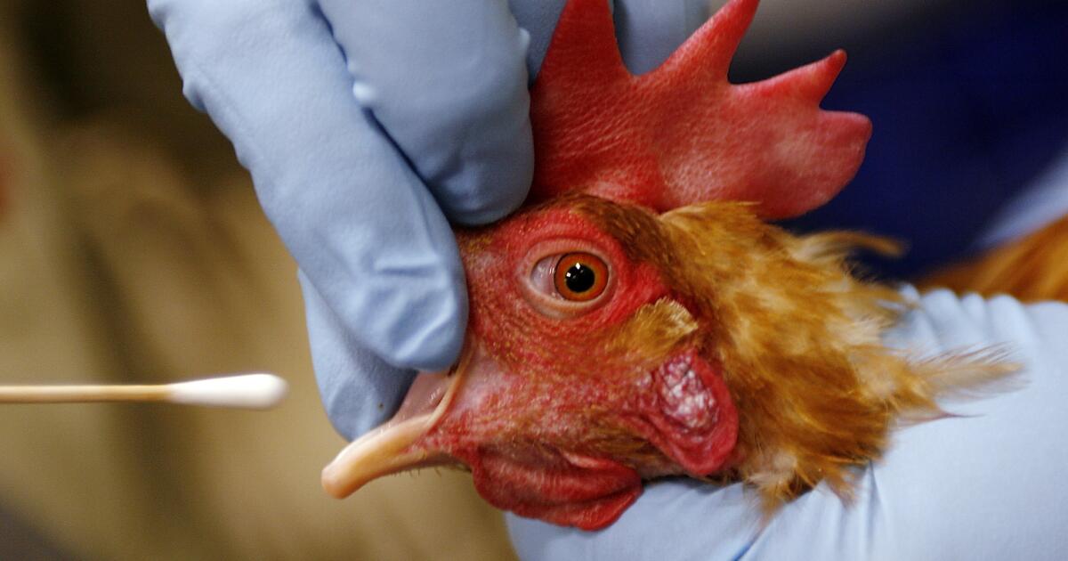 Femme hospitalisée au Wyoming avec la grippe oiseau H5N1