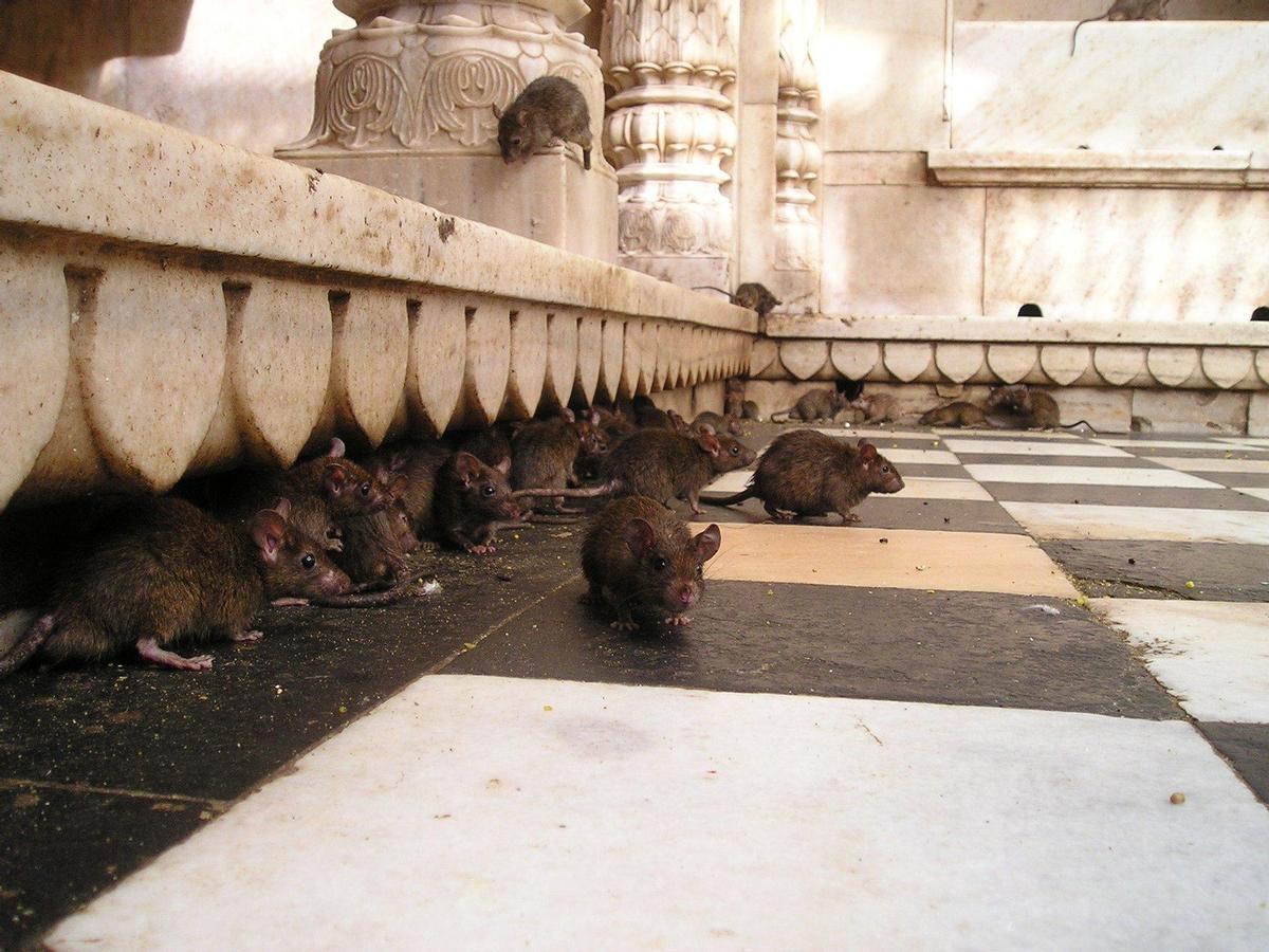 Ratas en un templo de la India.