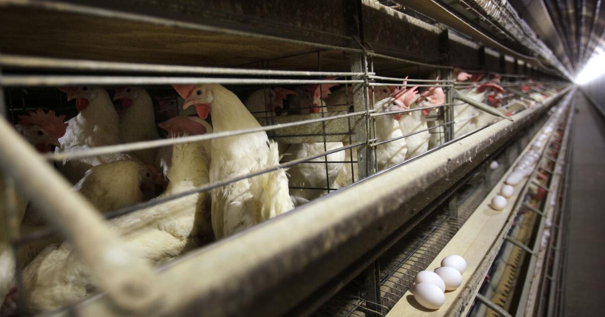 L'abattage de masse de la volaille n'a pas contenu la grippe oiseau H5N1