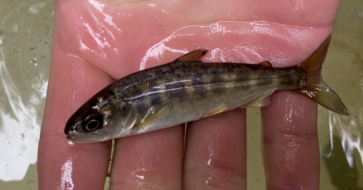 Le nouveau programme vise à stimuler le saumon dans le nord de la rivière Californie