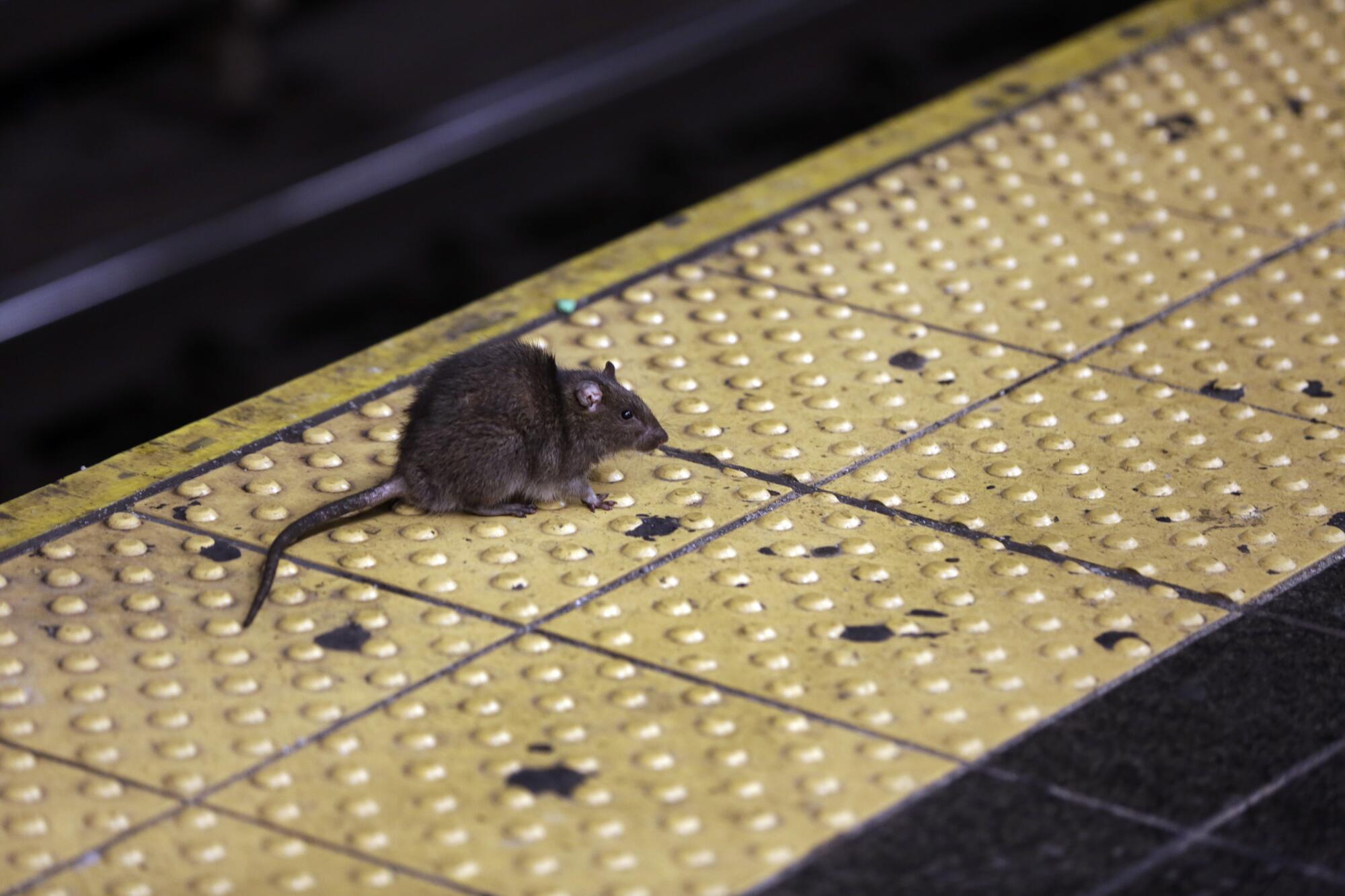 Un rat traverse une plate-forme de métro à Times Square de New York.