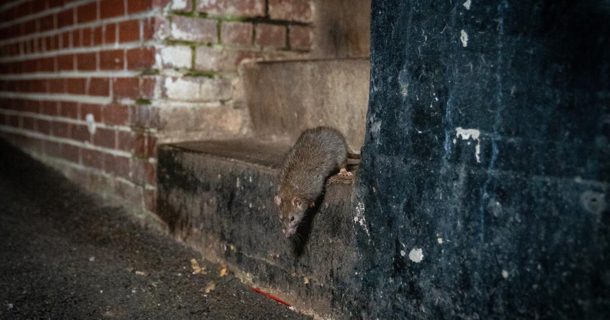 Le réchauffement climatique est vraiment bon pour les rats vivant en ville, découvre l'étude.