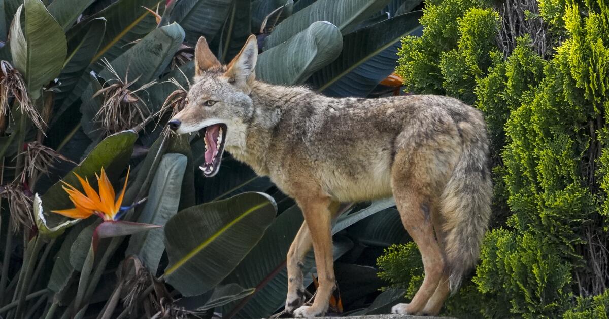 Les Coyotes moins susceptibles de passer du temps dans des zones riches dans leur domaine vital, les résultats de l'étude