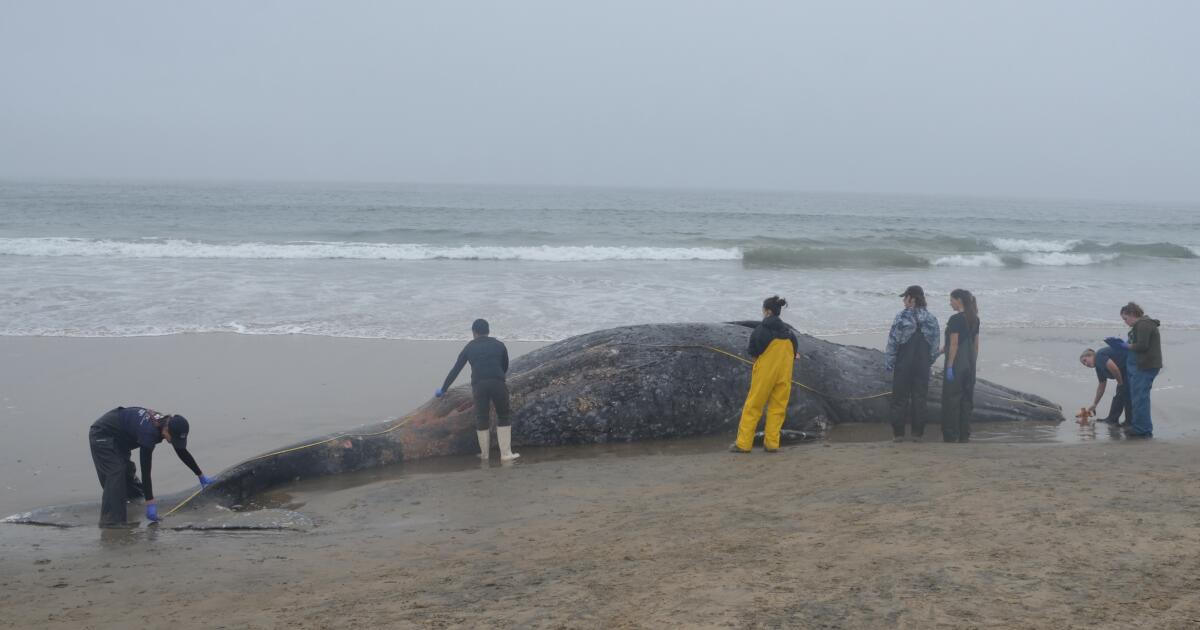 Les scientifiques enquêtent sur la mort de baleines grises lavées à terre à LA