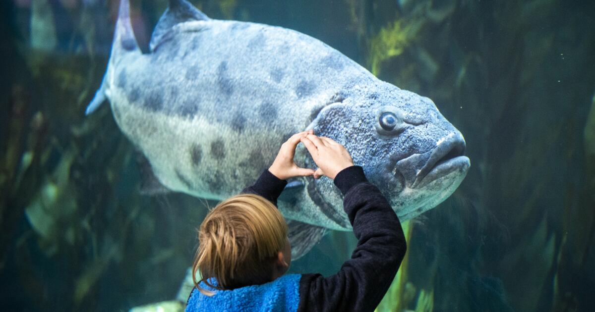 Long Beach Aquarium lance une carte de rapport d'espèces marines inaugurales