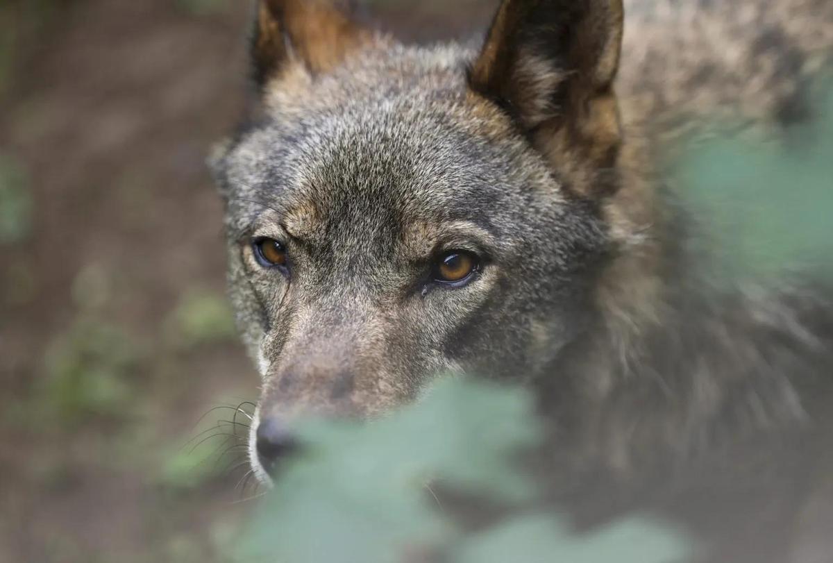 Imagen de archivo de un lobo Ibérico.