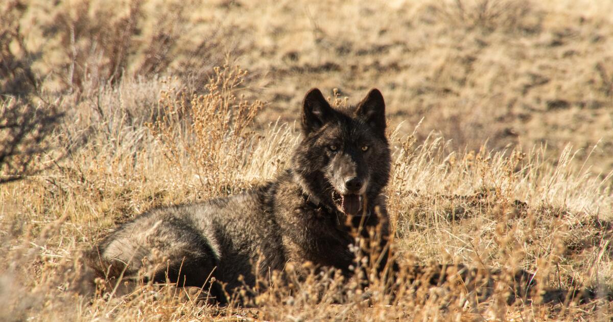 Une douzaine de loups se sont collés en Californie alors que les responsables cherchent à suivre la population croissante