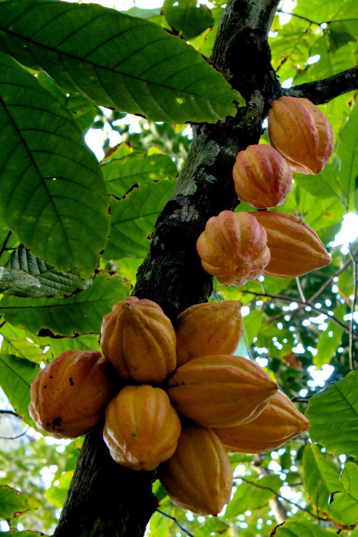 Árbol de cacao.