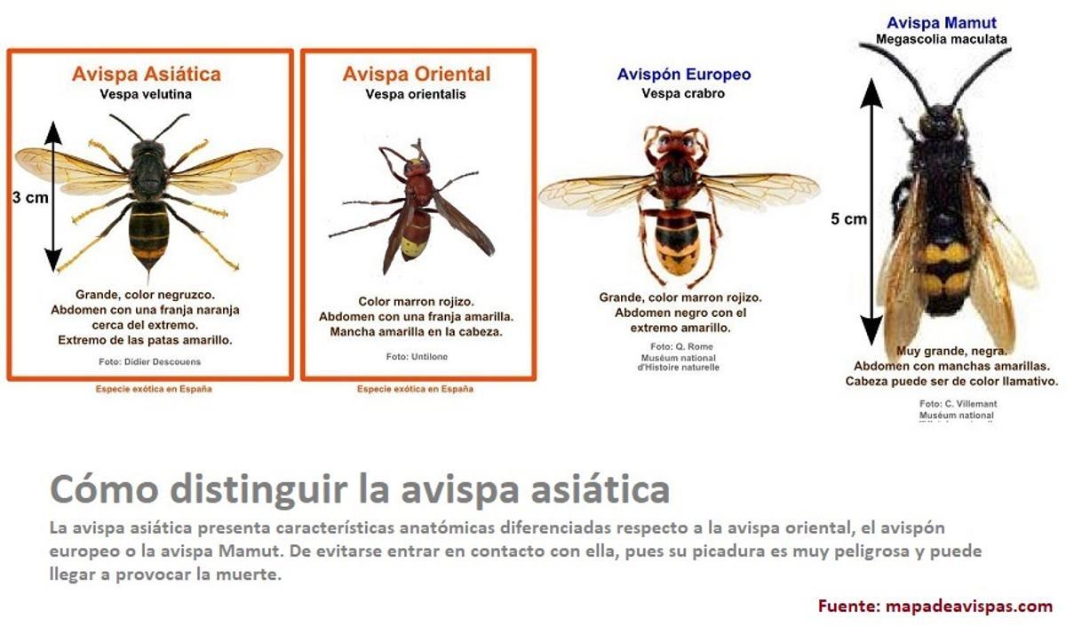 Diferentes tipos de avispas