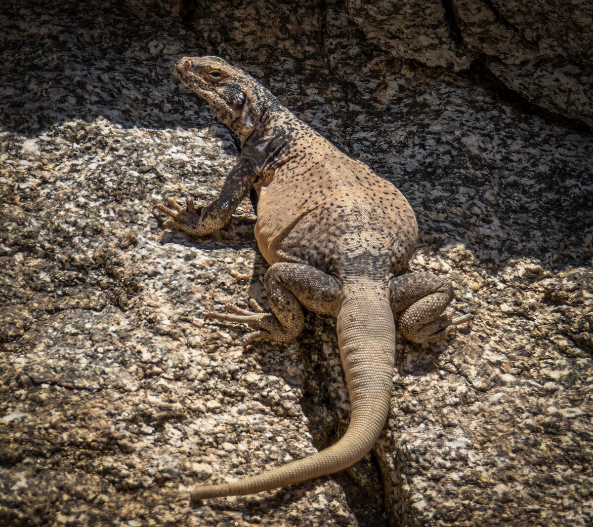 Un lézard de Chuckwalla avec une peau altérée et une coloration de la tonalité en mue se fond dans son environnement.