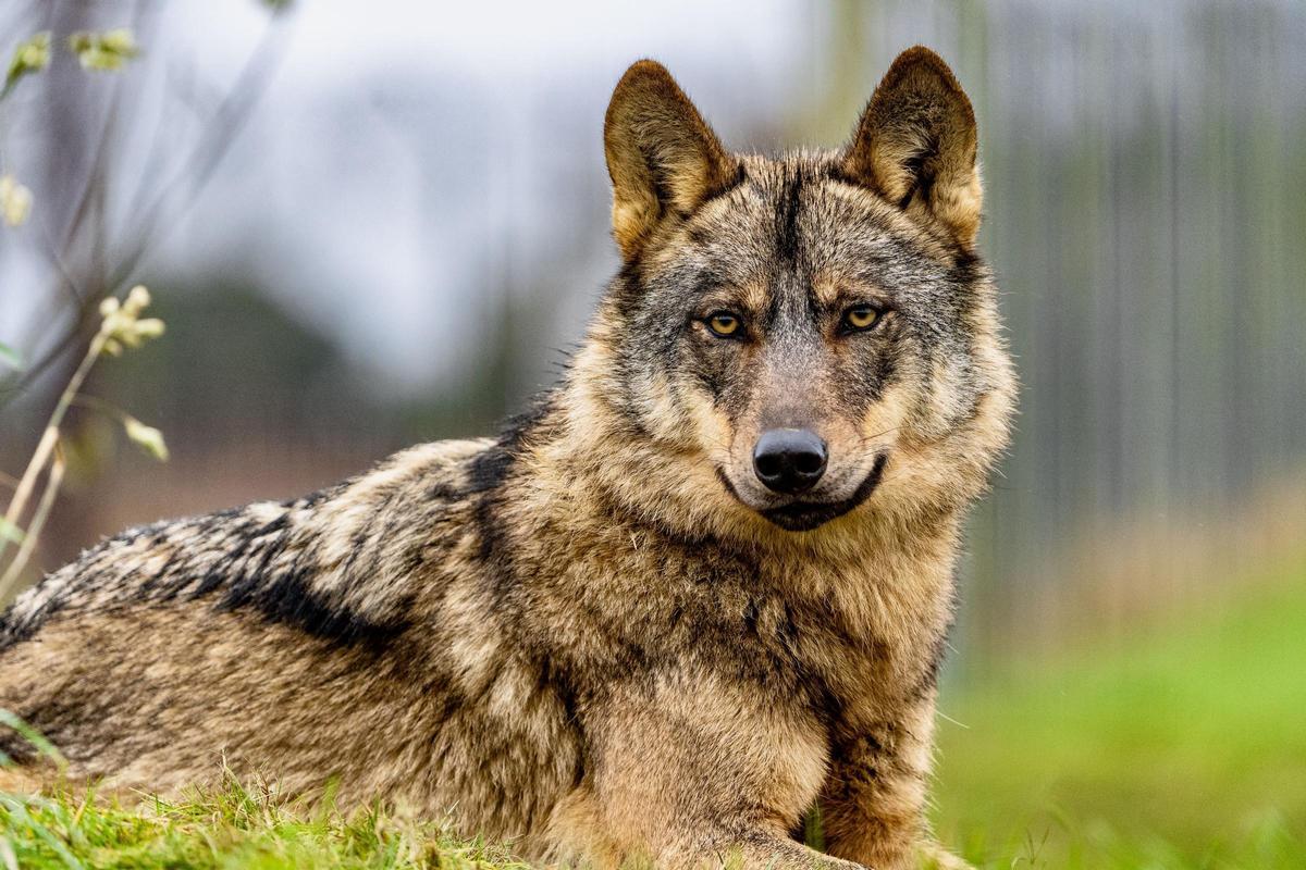 Lobo Ibérico.