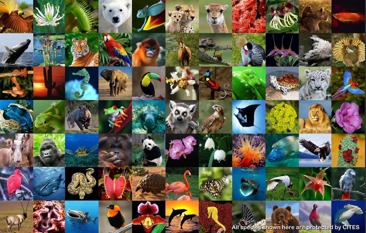 Algunas especies protegidas por CITES.