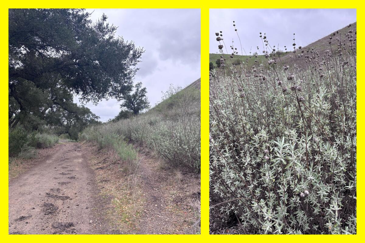 Sage, planté par des travailleurs à but non lucratif et des bénévoles, tape un chemin de terre dans le canyon Cheeseboro.
