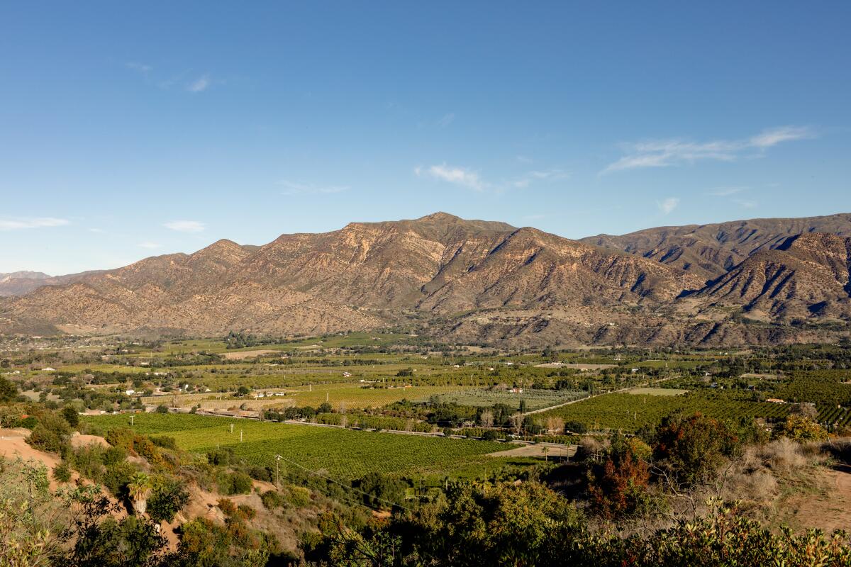 Une vue de la vallée d'Ojai, avec des collines brunes et déchiquetées de l'autre côté.