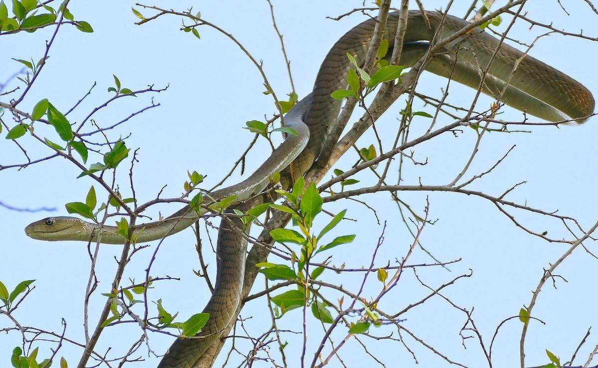 Ejemplar Joven de Mamba Negra.