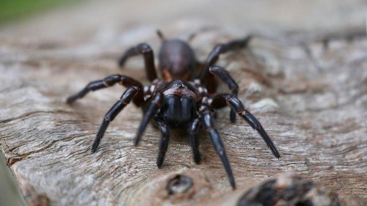 Araña de embudo.