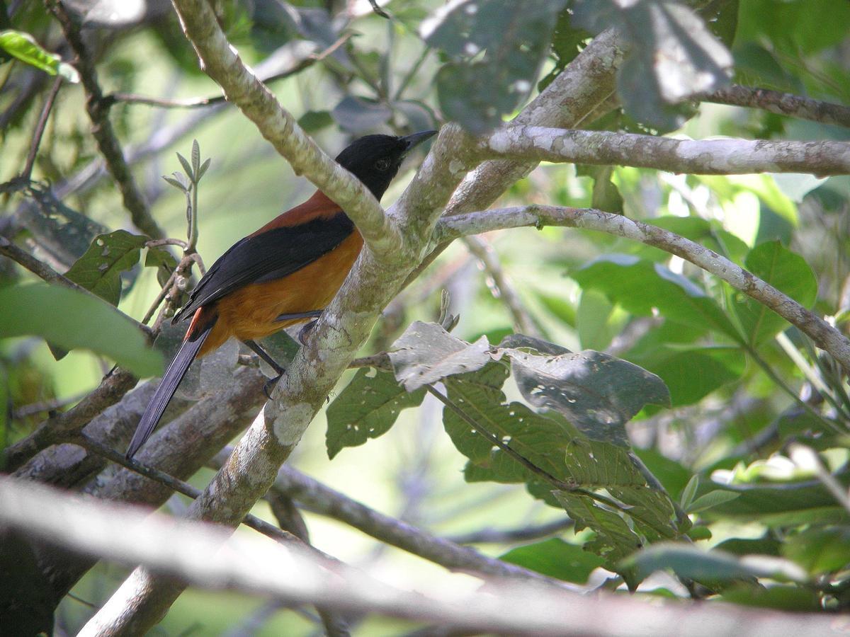 Pitohuí Bicolor.