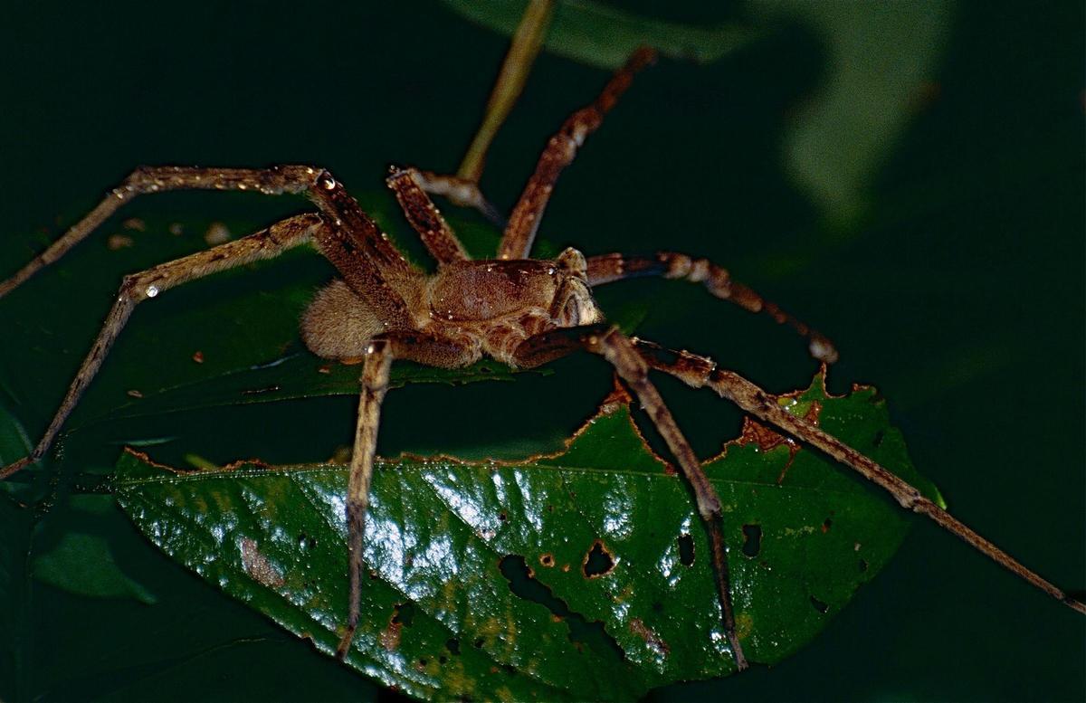Araña Bananera.