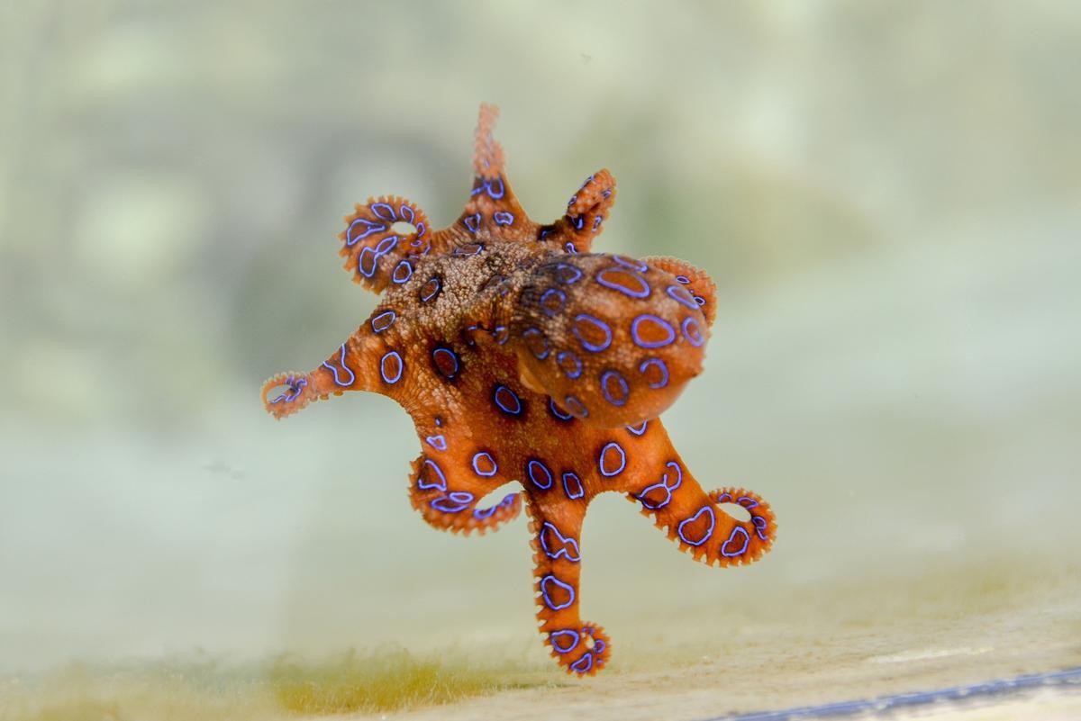 Pulpo de anillos azules.