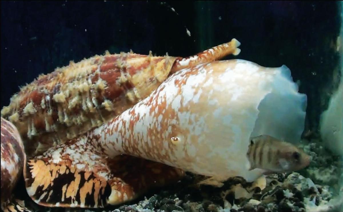 Caracol Cono.