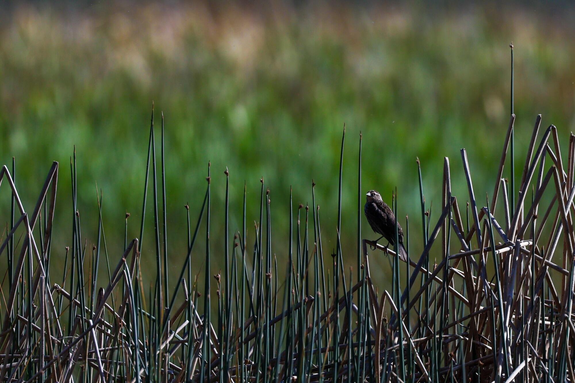 Un oiseau est assis sur un roseau dans une zone humide riveraine.