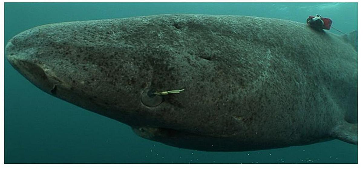 Se trata de una especie que alcanza la madurez sexual a los 150 años