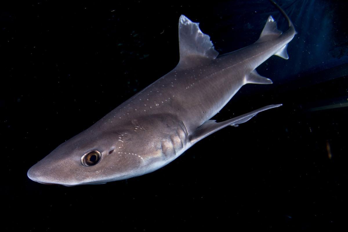 tiburon musola, una de las especies más pescadas
