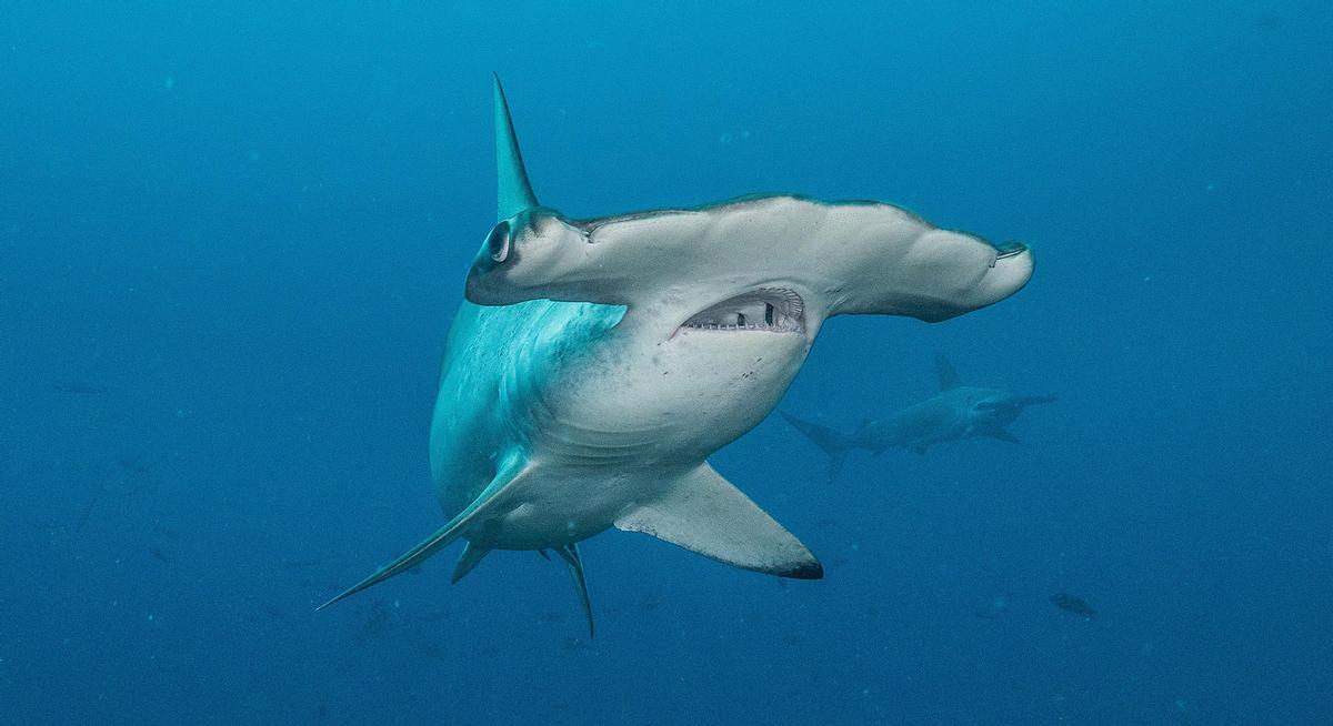 Tiburón martillo