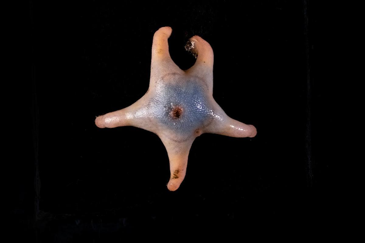 Nueva estrella de mar