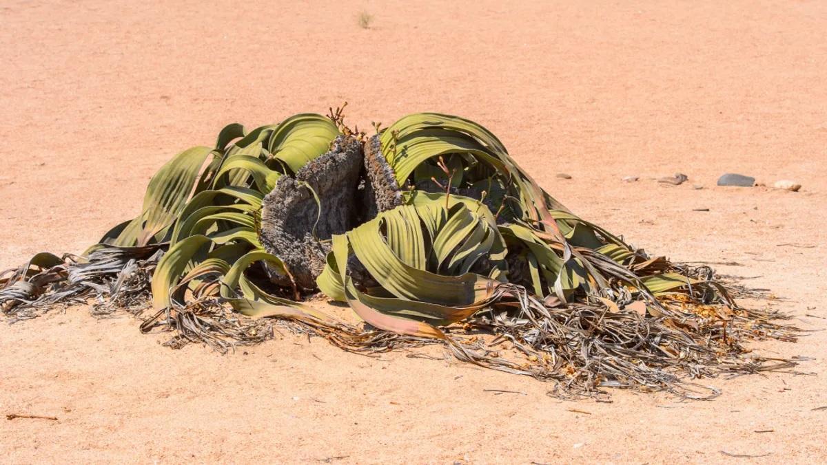 La 'welwitschia mirabilis', la planta más vieja del mundo