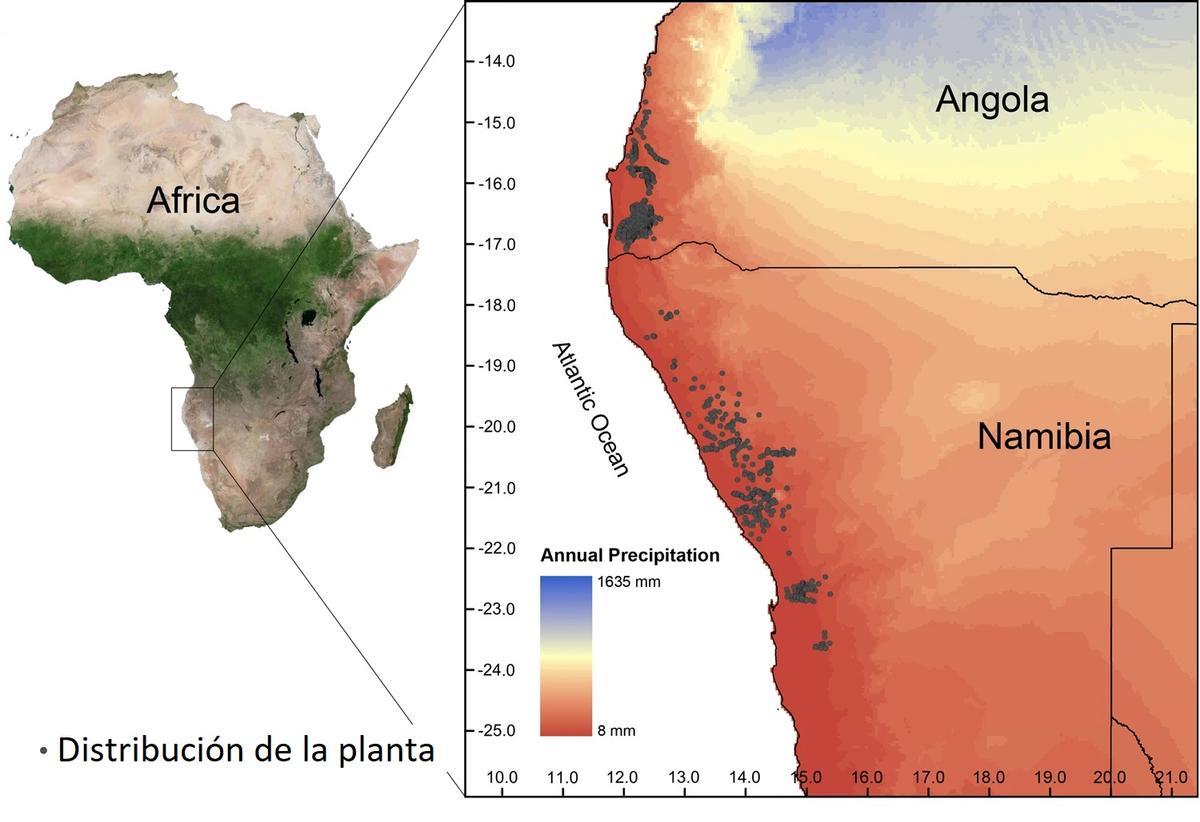 Áreas de distribución de la planta, reducida a una parte de Namibia