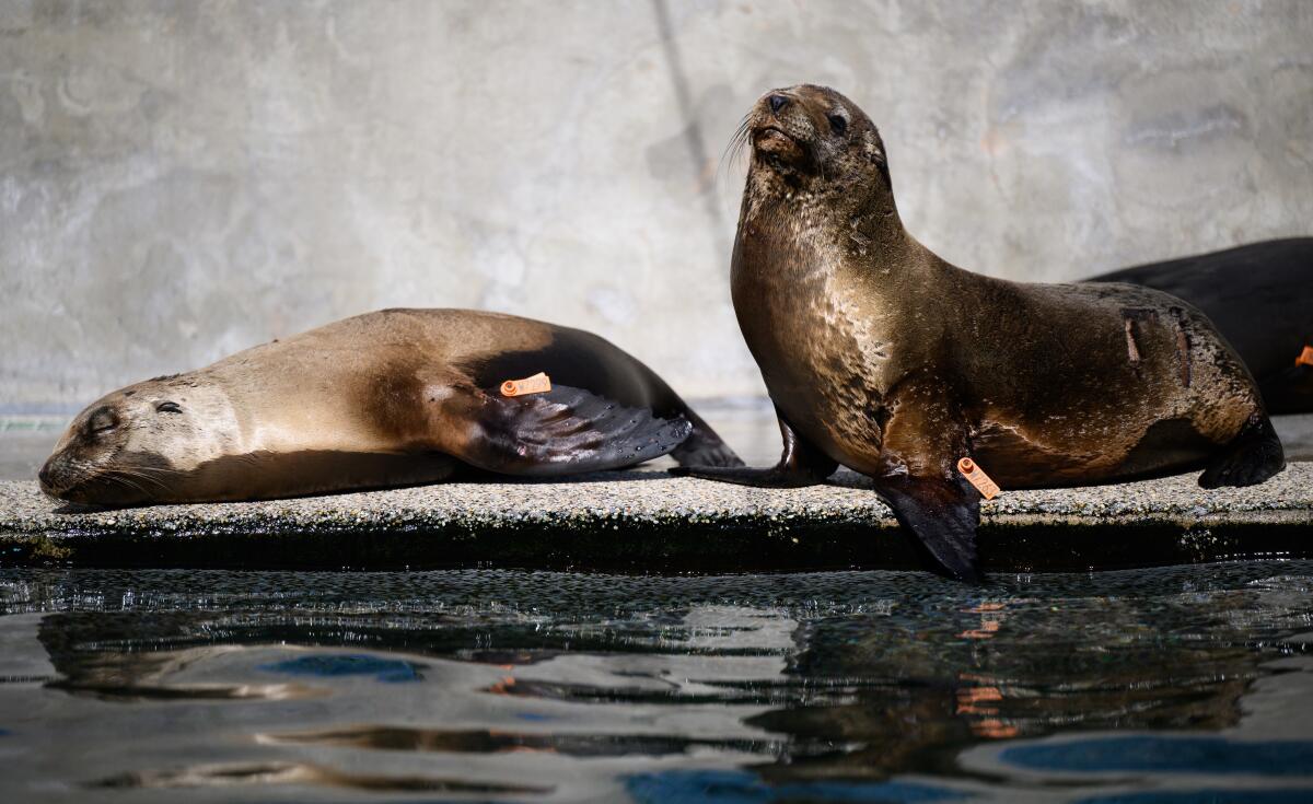 Sea Lions lors d'une visite au Marine Mammal Care Center Los Angeles. 